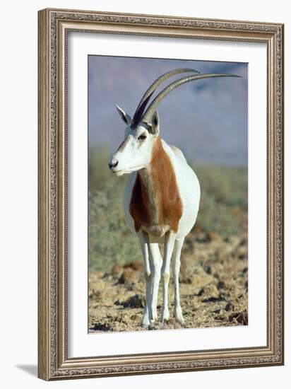 Scimitar-Horned Oryx-null-Framed Photographic Print