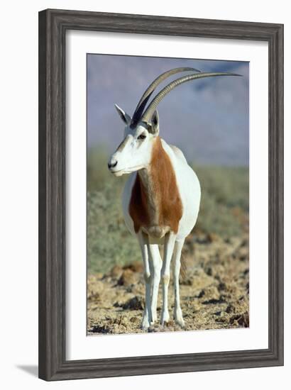 Scimitar-Horned Oryx-null-Framed Photographic Print