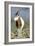 Scimitar-Horned Oryx-null-Framed Photographic Print