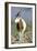 Scimitar-Horned Oryx-null-Framed Photographic Print