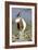 Scimitar-Horned Oryx-null-Framed Photographic Print