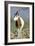 Scimitar-Horned Oryx-null-Framed Photographic Print