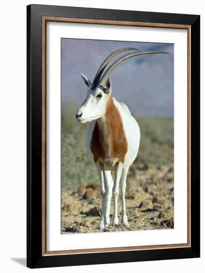 Scimitar-Horned Oryx-null-Framed Photographic Print