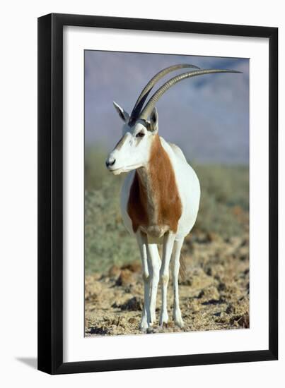 Scimitar-Horned Oryx-null-Framed Photographic Print