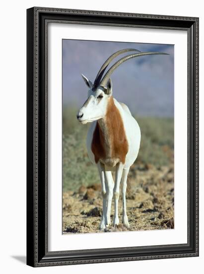 Scimitar-Horned Oryx-null-Framed Photographic Print