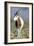 Scimitar-Horned Oryx-null-Framed Photographic Print