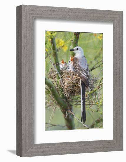 Scissor-Tailed Flycatcher Adult with Babies at Nest-Larry Ditto-Framed Photographic Print