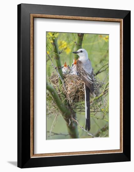 Scissor-Tailed Flycatcher Adult with Babies at Nest-Larry Ditto-Framed Photographic Print