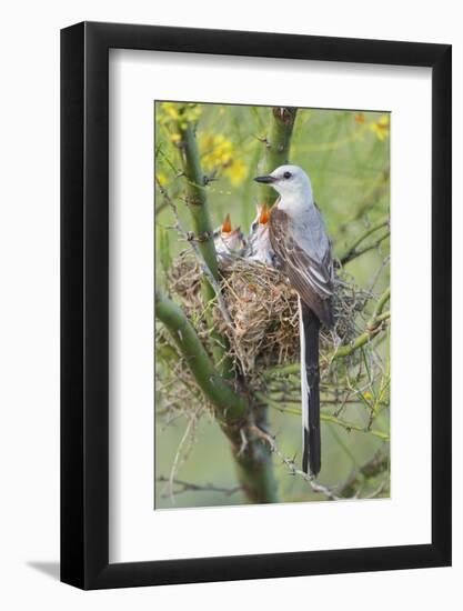 Scissor-Tailed Flycatcher Adult with Babies at Nest-Larry Ditto-Framed Photographic Print