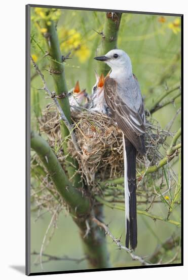 Scissor-Tailed Flycatcher Adult with Babies at Nest-Larry Ditto-Mounted Photographic Print