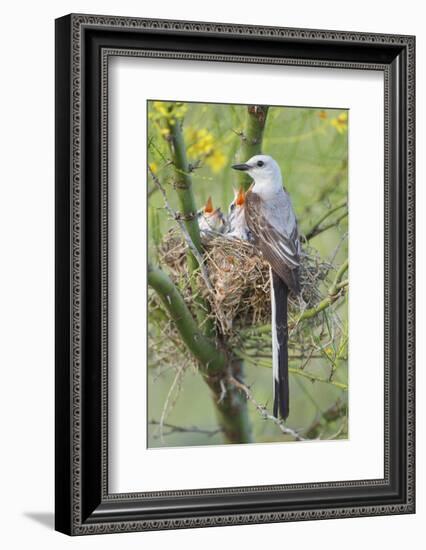 Scissor-Tailed Flycatcher Adult with Babies at Nest-Larry Ditto-Framed Photographic Print