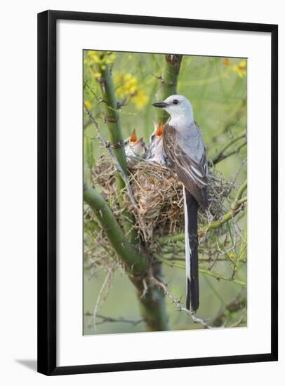 Scissor-Tailed Flycatcher Adult with Babies at Nest-Larry Ditto-Framed Photographic Print