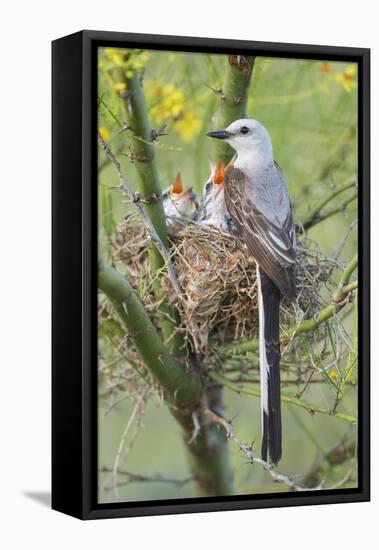 Scissor-Tailed Flycatcher Adult with Babies at Nest-Larry Ditto-Framed Premier Image Canvas