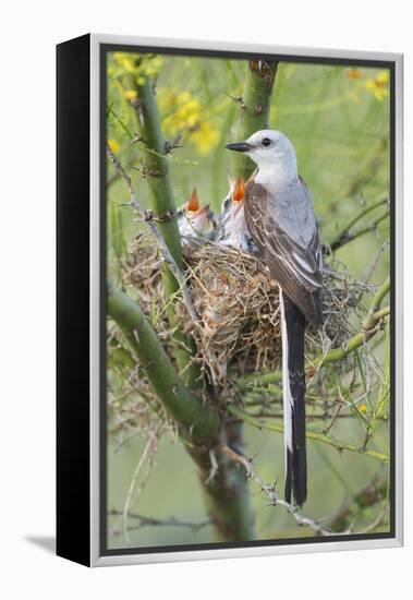 Scissor-Tailed Flycatcher Adult with Babies at Nest-Larry Ditto-Framed Premier Image Canvas