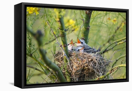 Scissor-Tailed Flycatcher Adult with Babies at Nest-Larry Ditto-Framed Premier Image Canvas