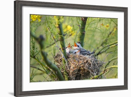 Scissor-Tailed Flycatcher Adult with Babies at Nest-Larry Ditto-Framed Photographic Print