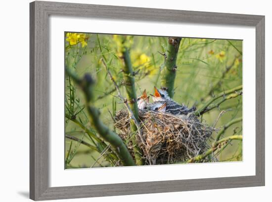 Scissor-Tailed Flycatcher Adult with Babies at Nest-Larry Ditto-Framed Photographic Print