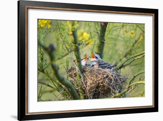 Scissor-Tailed Flycatcher Adult with Babies at Nest-Larry Ditto-Framed Photographic Print