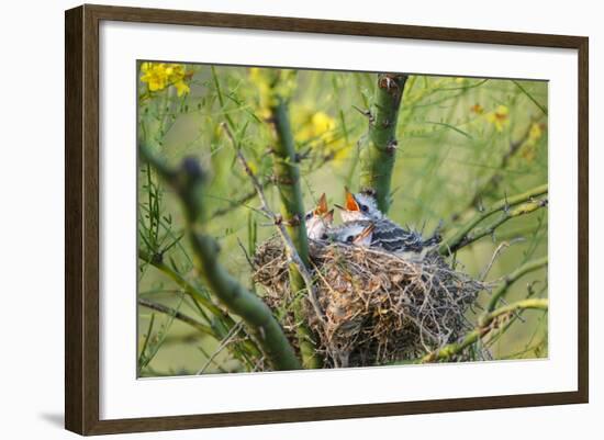 Scissor-Tailed Flycatcher Adult with Babies at Nest-Larry Ditto-Framed Photographic Print