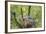 Scissor-Tailed Flycatcher Adult with Babies at Nest-Larry Ditto-Framed Photographic Print