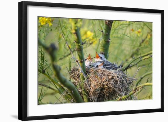 Scissor-Tailed Flycatcher Adult with Babies at Nest-Larry Ditto-Framed Photographic Print