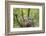 Scissor-Tailed Flycatcher Adult with Babies at Nest-Larry Ditto-Framed Photographic Print