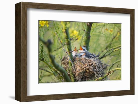 Scissor-Tailed Flycatcher Adult with Babies at Nest-Larry Ditto-Framed Photographic Print