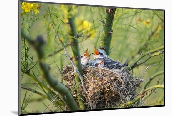 Scissor-Tailed Flycatcher Adult with Babies at Nest-Larry Ditto-Mounted Photographic Print