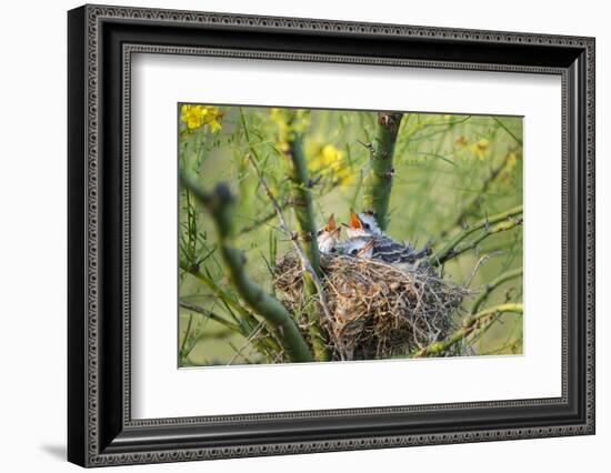 Scissor-Tailed Flycatcher Adult with Babies at Nest-Larry Ditto-Framed Photographic Print