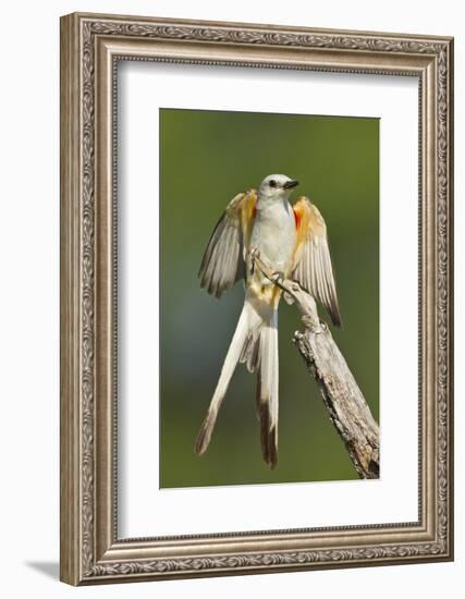 Scissor-Tailed Flycatcher (Tyrannus Forficatus) on Perch, Texas, USA-Larry Ditto-Framed Photographic Print