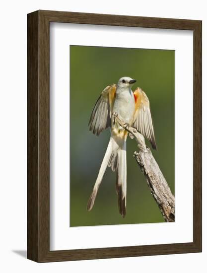 Scissor-Tailed Flycatcher (Tyrannus Forficatus) on Perch, Texas, USA-Larry Ditto-Framed Photographic Print