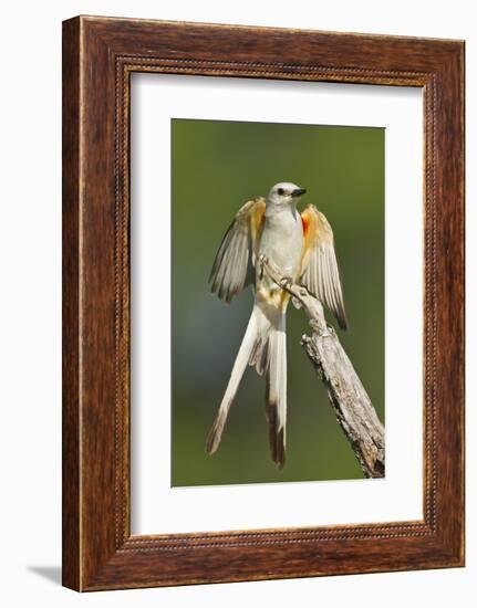 Scissor-Tailed Flycatcher (Tyrannus Forficatus) on Perch, Texas, USA-Larry Ditto-Framed Photographic Print