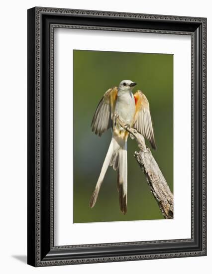 Scissor-Tailed Flycatcher (Tyrannus Forficatus) on Perch, Texas, USA-Larry Ditto-Framed Photographic Print