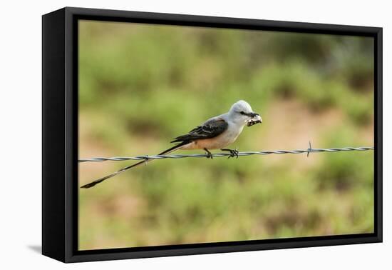 Scissor-Tailed Flycatcher-Gary Carter-Framed Premier Image Canvas