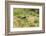 Scissor-Tailed Flycatcher-Gary Carter-Framed Photographic Print