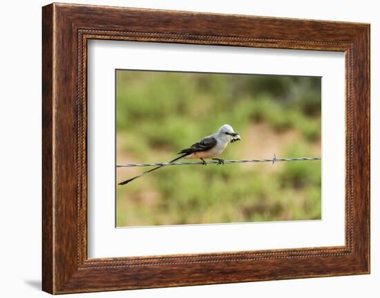 Scissor-Tailed Flycatcher-Gary Carter-Framed Photographic Print