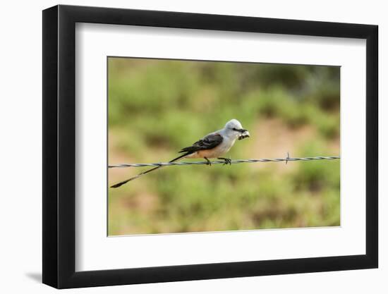 Scissor-Tailed Flycatcher-Gary Carter-Framed Photographic Print