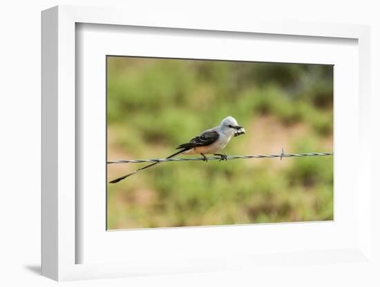 Scissor-Tailed Flycatcher-Gary Carter-Framed Photographic Print