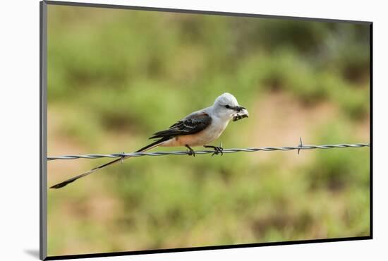 Scissor-Tailed Flycatcher-Gary Carter-Mounted Photographic Print