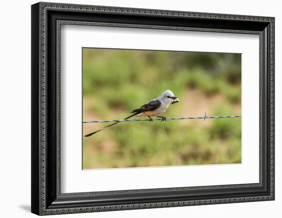 Scissor-Tailed Flycatcher-Gary Carter-Framed Photographic Print