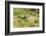 Scissor-Tailed Flycatcher-Gary Carter-Framed Photographic Print