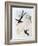 Scissor-Tailed Hummingbird (Hylonympha Macrocerca)-John Gould-Framed Giclee Print