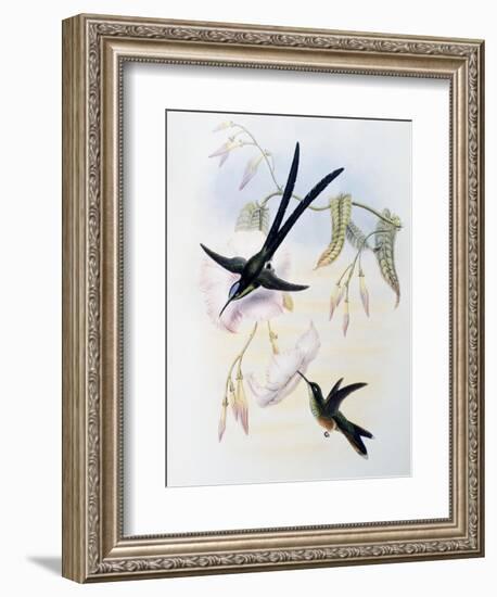 Scissor-Tailed Hummingbird (Hylonympha Macrocerca)-John Gould-Framed Giclee Print