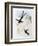 Scissor-Tailed Hummingbird (Hylonympha Macrocerca)-John Gould-Framed Giclee Print