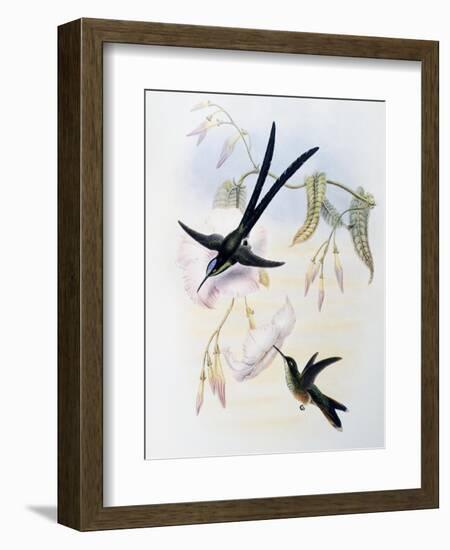 Scissor-Tailed Hummingbird (Hylonympha Macrocerca)-John Gould-Framed Giclee Print