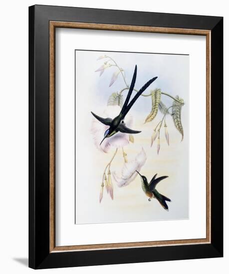 Scissor-Tailed Hummingbird (Hylonympha Macrocerca)-John Gould-Framed Giclee Print