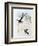 Scissor-Tailed Hummingbird (Hylonympha Macrocerca)-John Gould-Framed Giclee Print