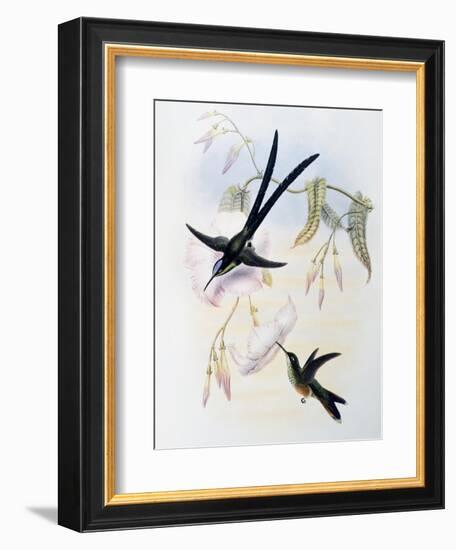 Scissor-Tailed Hummingbird (Hylonympha Macrocerca)-John Gould-Framed Giclee Print