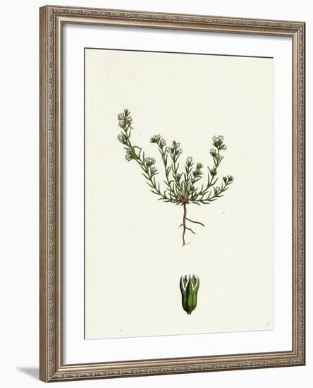 Scleranthus Annuus Var. Biennis Common Knawel Var. B-null-Framed Giclee Print