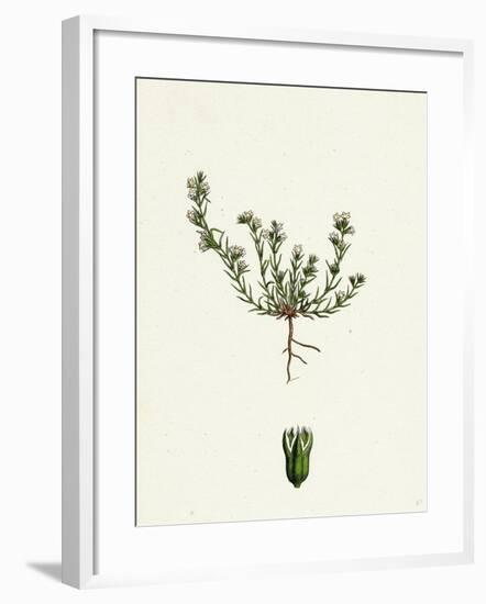 Scleranthus Annuus Var. Biennis Common Knawel Var. B-null-Framed Giclee Print